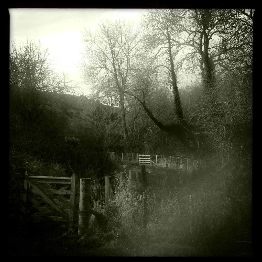 Gate, Pendrachin Wood. 2014